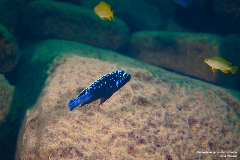 Maylandia sp. 'msobo' Manda